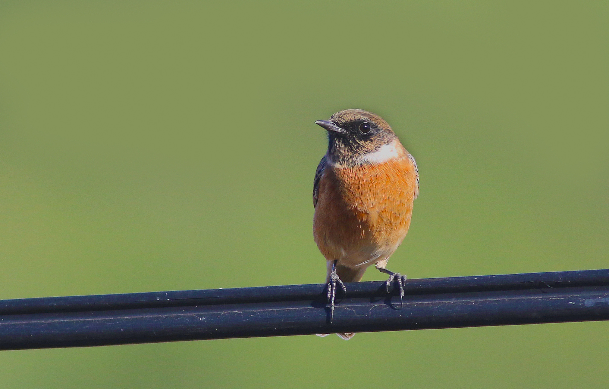 European Stonechat